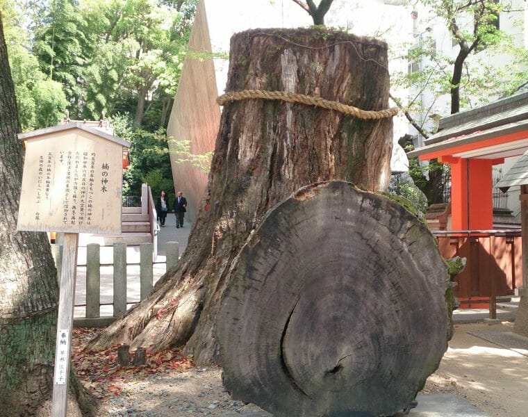 生田神社の復縁のパワースポットの楠の神木