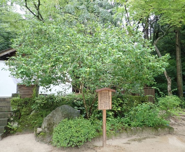 竈門神社の境内にある良縁を叶える招霊の木
