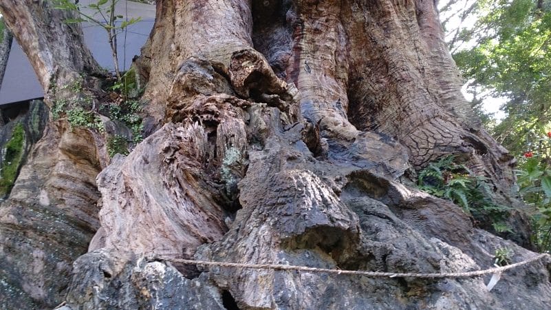 来宮神社の楠木