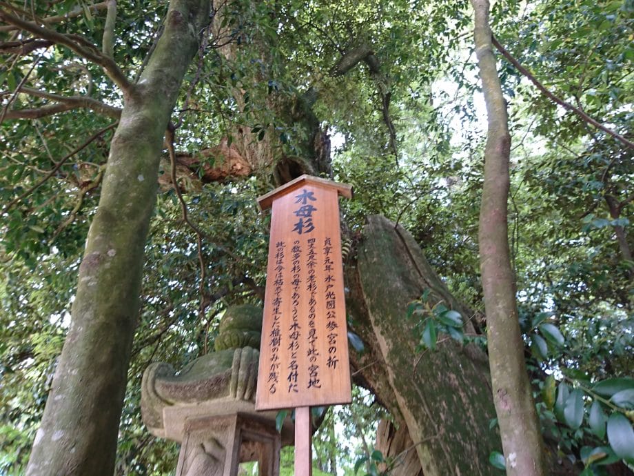 香取神宮の木母杉跡