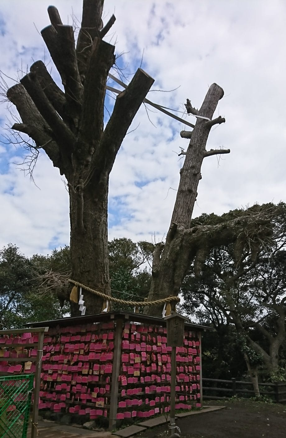 江ノ島神社のむすびの木
