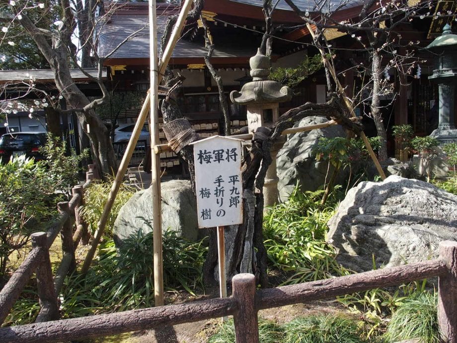 東京港区愛宕神社の境内にある平九郎手折の梅の樹