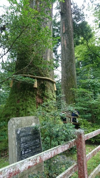 箱根神社のパワースポット矢立の杉