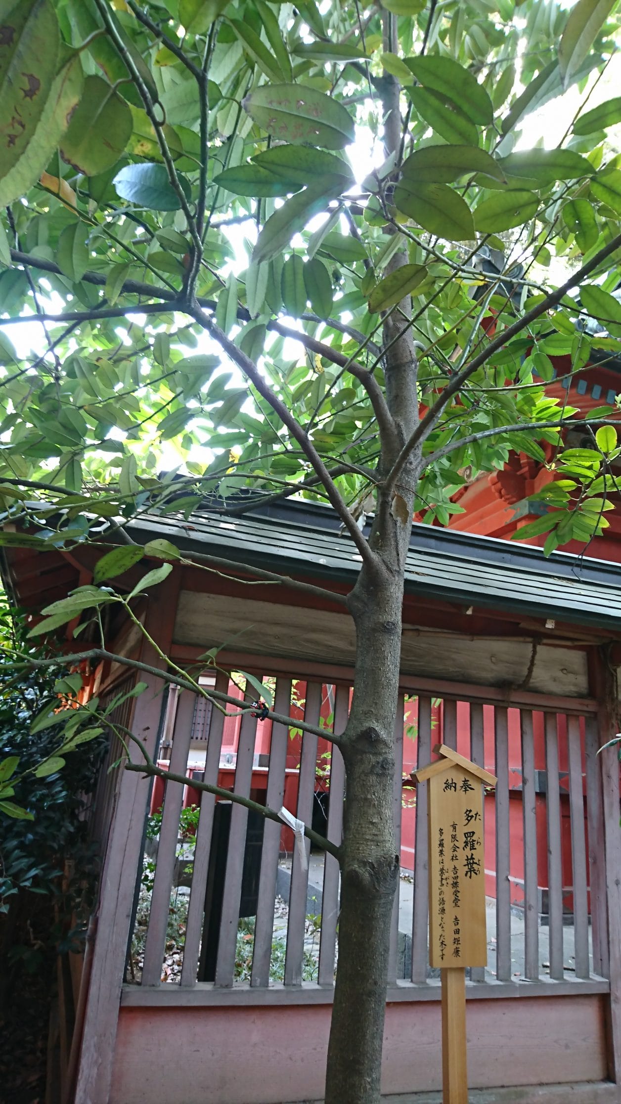 川越氷川神社にある葉書の名前の語源になったと言われる多羅葉の木