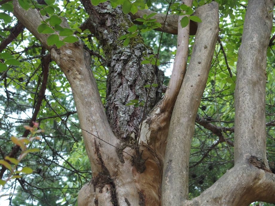 瑠璃光寺には縁結びのさるすべりの木があります