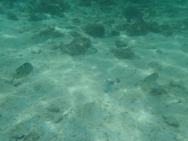 グアムの海でシュノーケリング