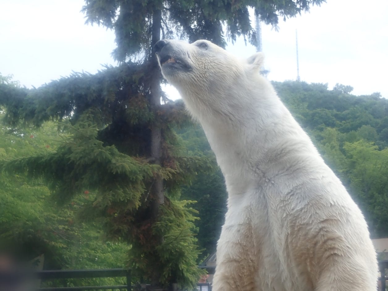 旭山動物園のホッキョクグマ