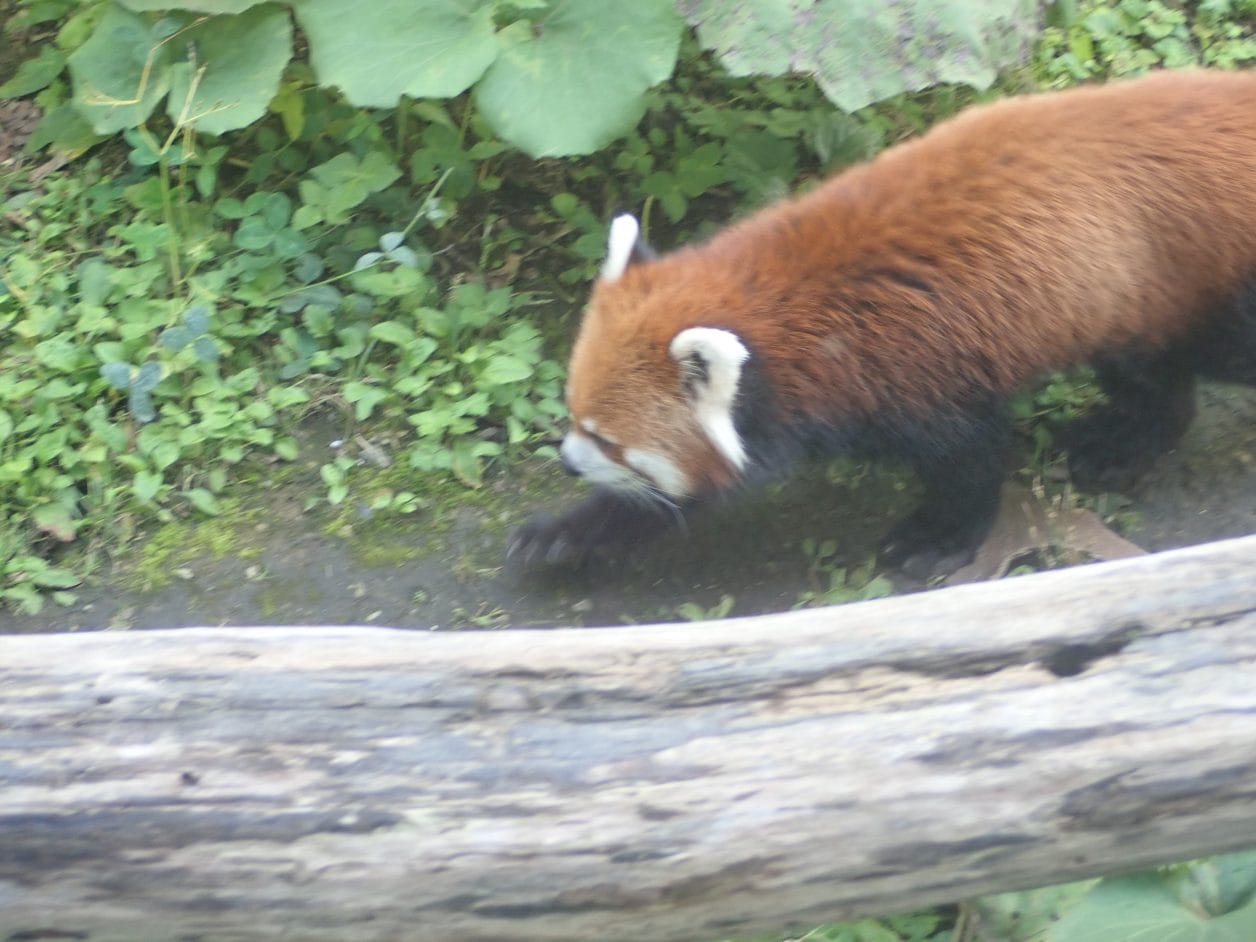 円山動物園のシセンレッサーパンダ