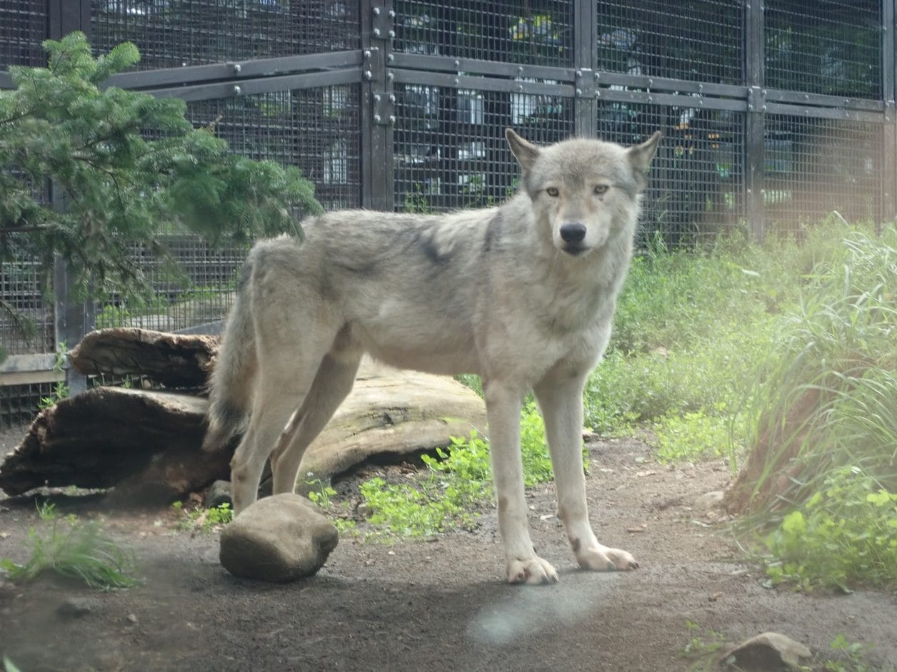円山動物園のオオカミ