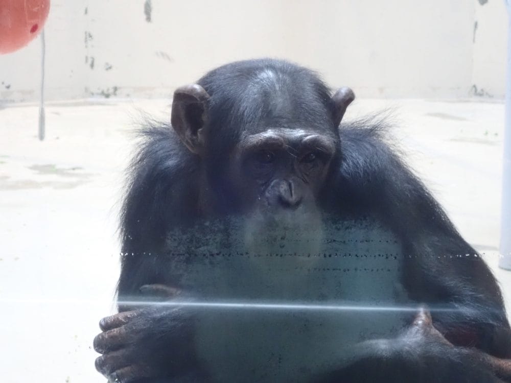 円山動物園チンパンジー館にいるチンパンジー