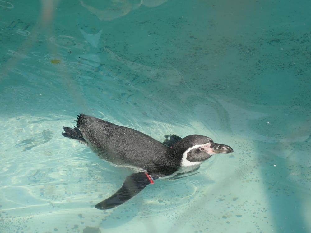 円山動物園のペンギン