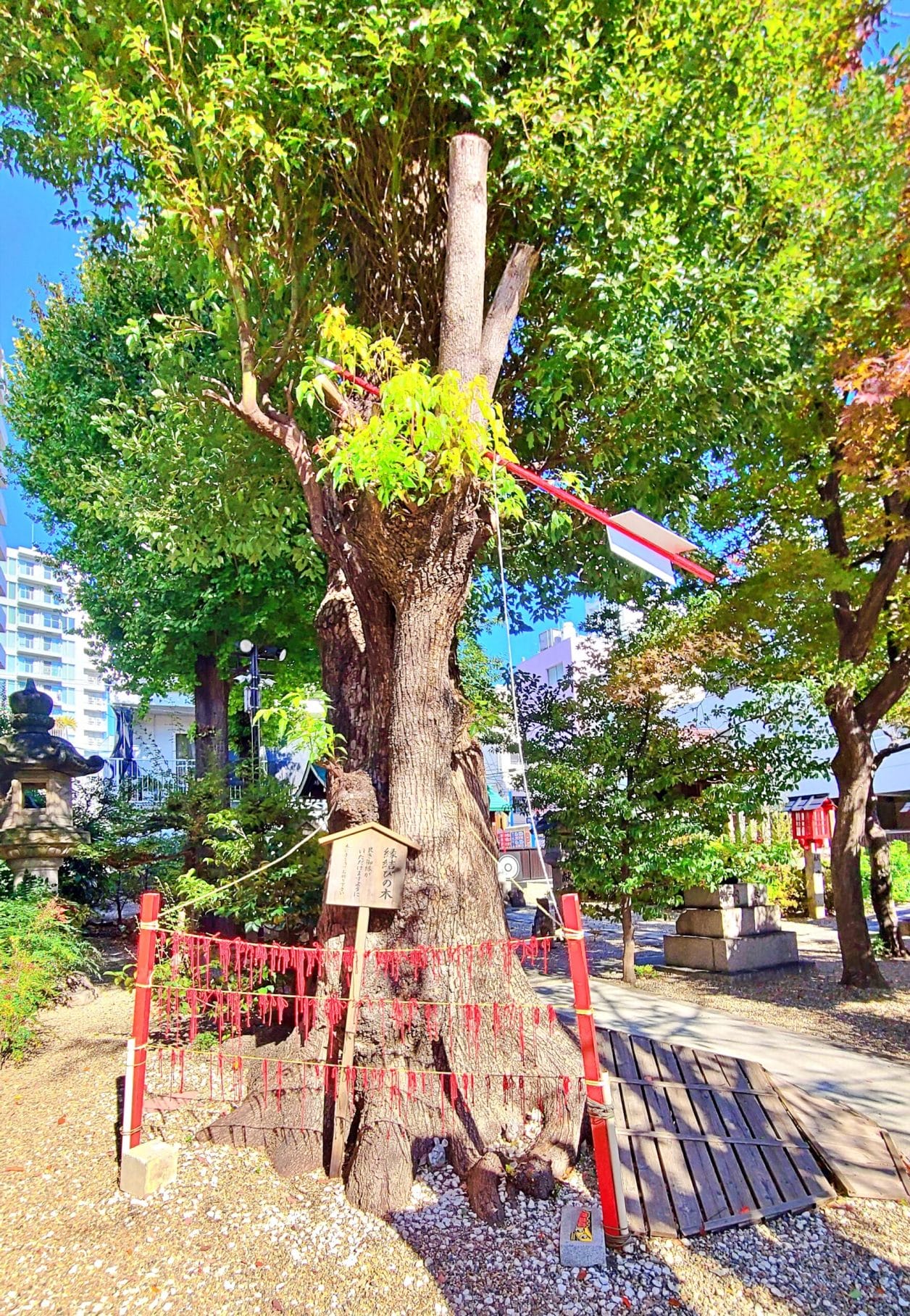 名古屋大須の三輪神社のご神木縁結びの楠木（九寿の木）